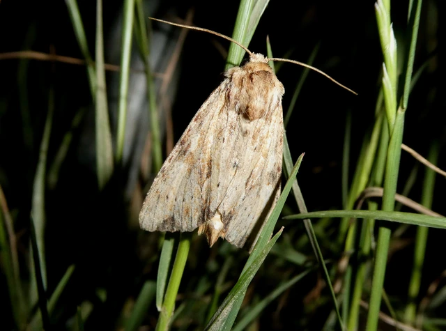Apamea sublustris - sárgás dudvabagoly
