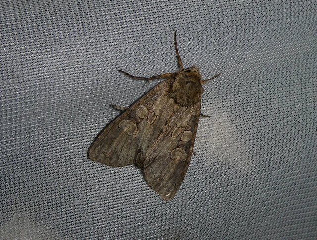 Polia nebulosa - ködfoltos bagoly