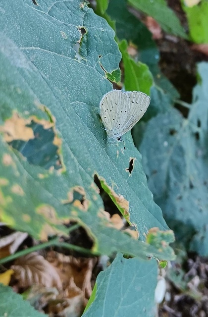 Celastrina argiolus - bengeboglárka