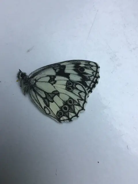 Melanargia galathea - sakktáblalepke
