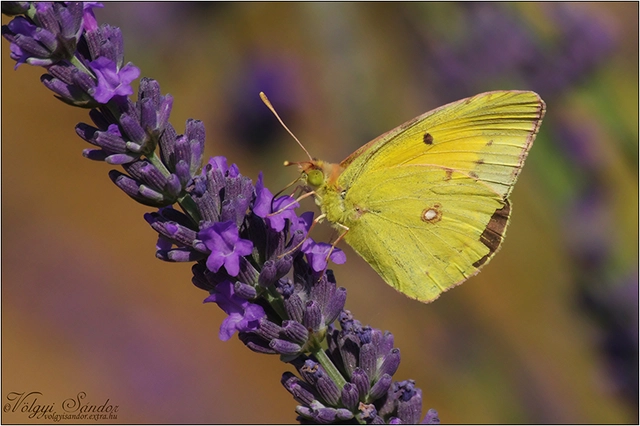 Colias croceus - sáfránylepke