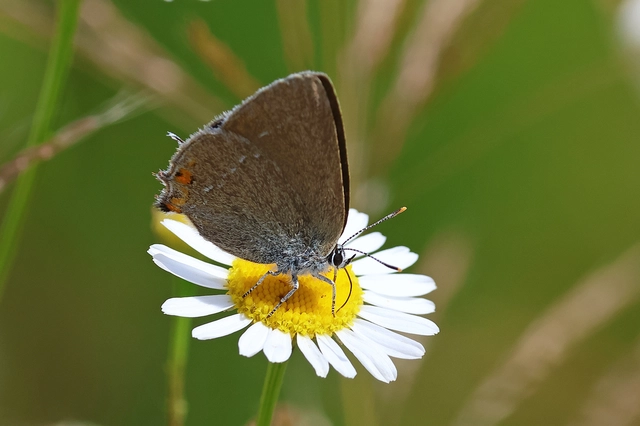 Satyrium acaciae - akác-csücsköslepke