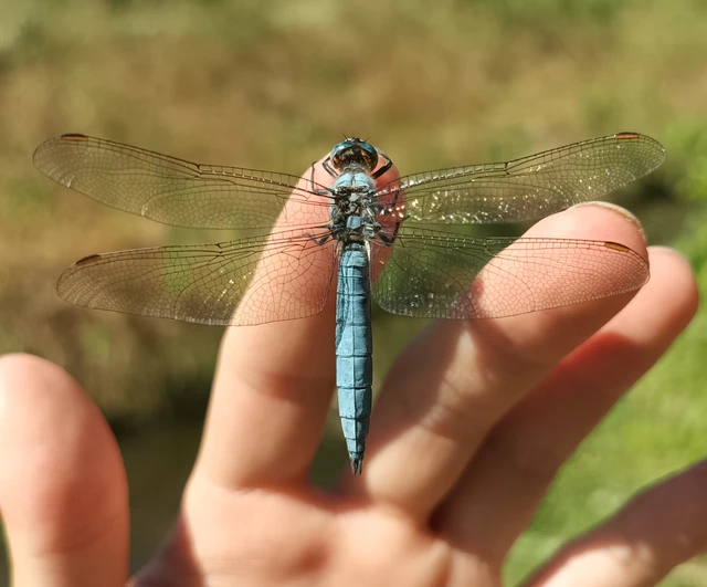 Orthetrum brunneum - pataki pásztorszitakötő
