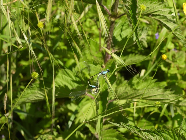 Ischnura elegans pontica - kéköves légivadász