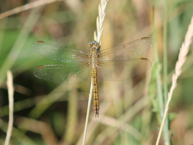 Orthetrum coerulescens - karcsú pásztorszitakötő