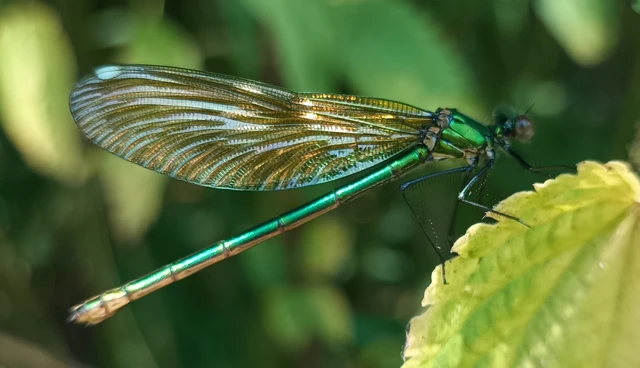 Calopteryx splendens - sávos szitakötő