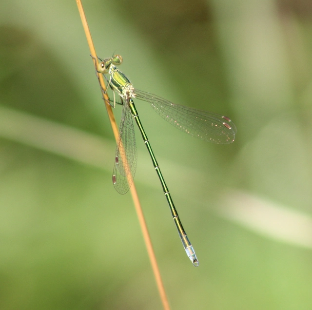 Lestes virens vestalis - kis rablószitakötő