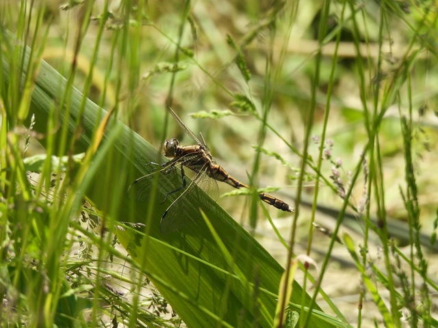 Orthetrum albistylum - fehérfarkú pásztorszitakötő