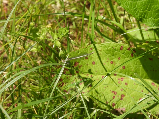 Platycnemis pennipes - széleslábú szitakötő