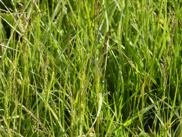 Ischnura elegans pontica - kéköves légivadász