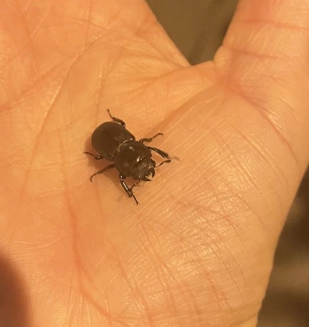 Dorcus parallelipipedus - kis szarvasbogár