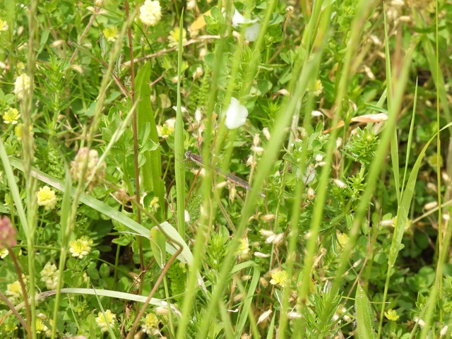 Sympecma fusca - téli rablószitakötő