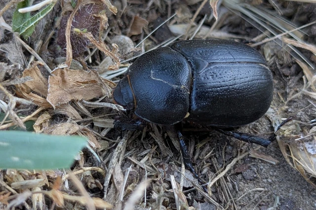Pentodon idiota - butabogár
