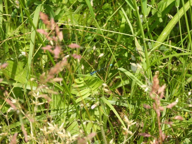 Coenagrion pulchellum - karcsú légivadász
