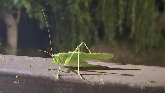 Tettigonia viridissima - zöld lombszöcske