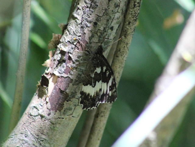 Brintesia circe - fehéröves szemeslepke