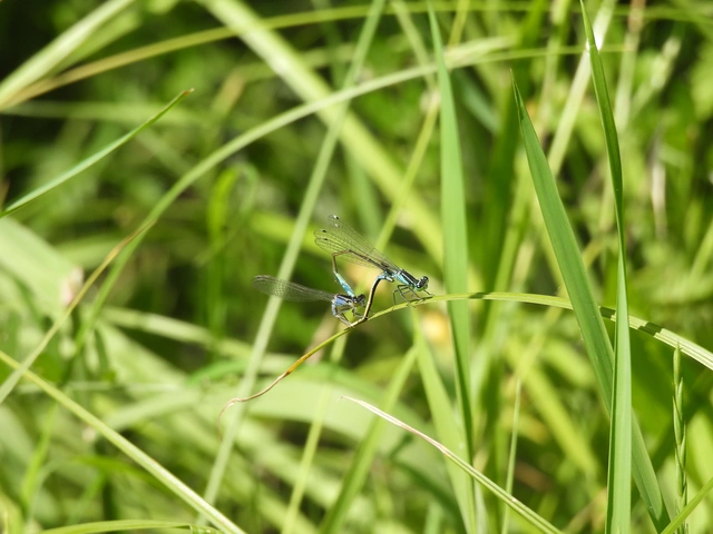 Ischnura elegans pontica - kéköves légivadász