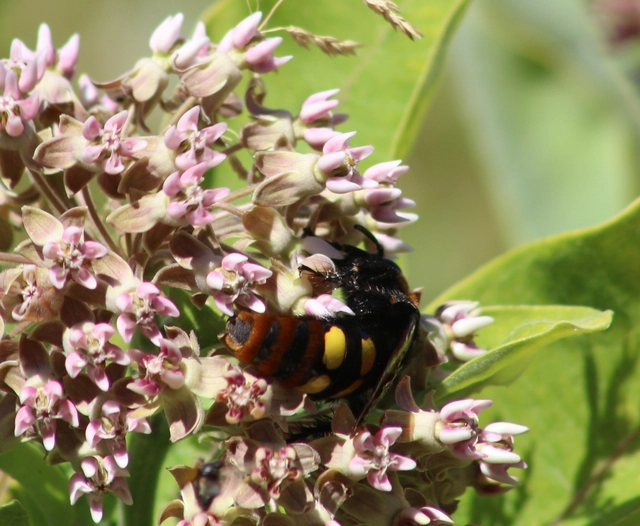 Megascolia maculata - óriás-tőrösdarázs