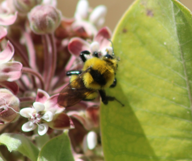 Bombus argillaceus - délvidéki poszméh