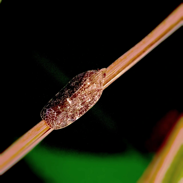 Cixidia pilatoi
