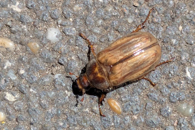 Amphimallon solstitiale - bordás sárgacserebogár