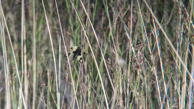 Libelloides macaronius - keleti rablópille