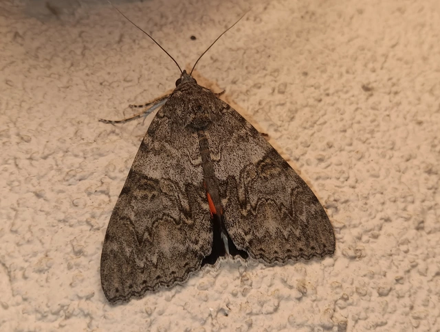 Catocala nupta - piros övesbagoly