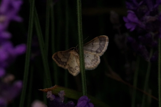 Idaea politaria - vonalas apróaraszoló