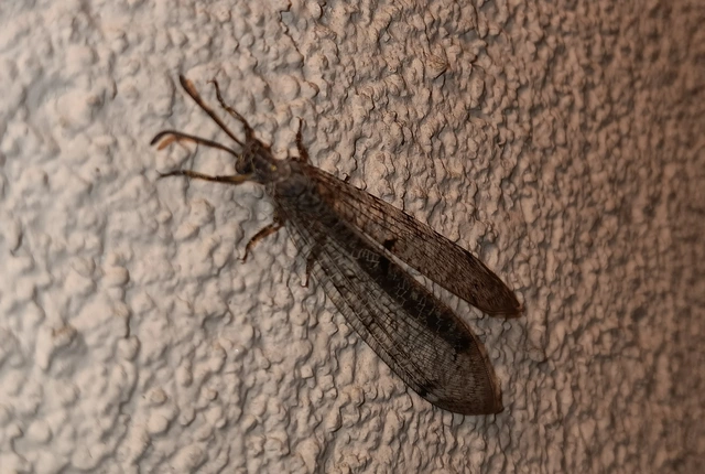 Distoleon tetragrammicus - négyfoltos hangyaleső