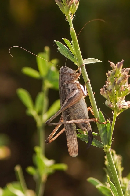 Platycleis