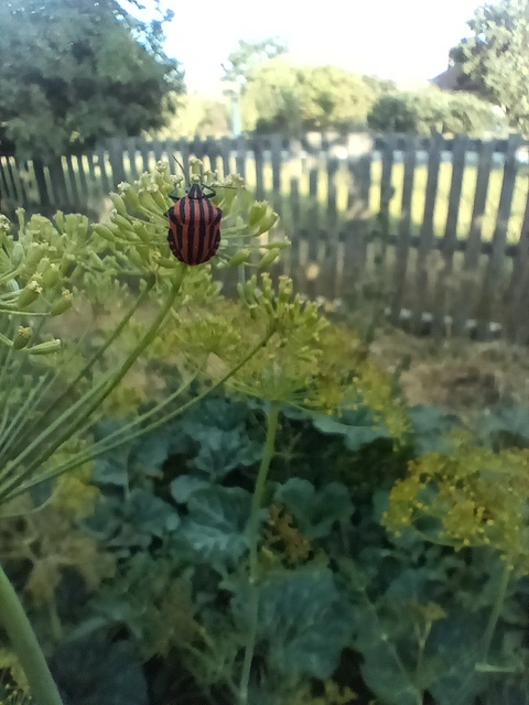 Graphosoma italicum - csíkos pajzsospoloska