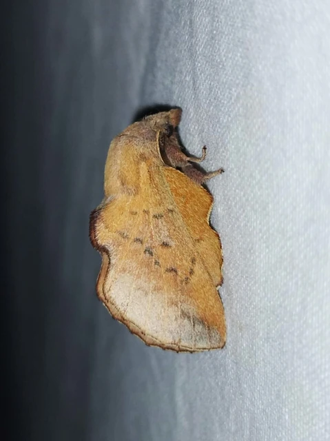 Phyllodesma tremulifolia - nyárlevélpohók