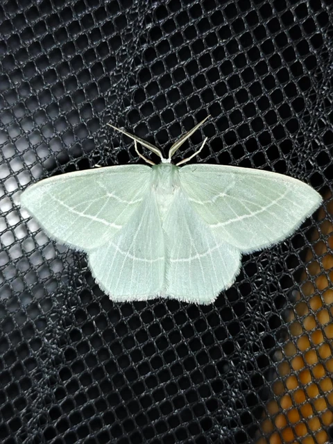 Hemistola chrysoprasaria - kékes zöldaraszoló