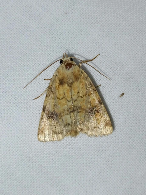 Atypha pulmonaris - tüdőfű-levélbagoly