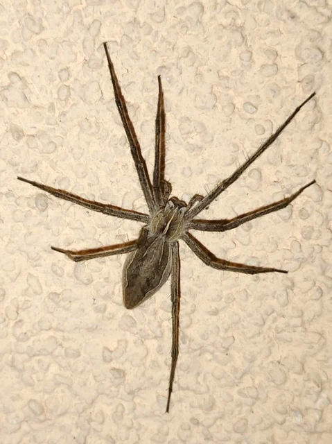 Pisaura mirabilis - csodáspók