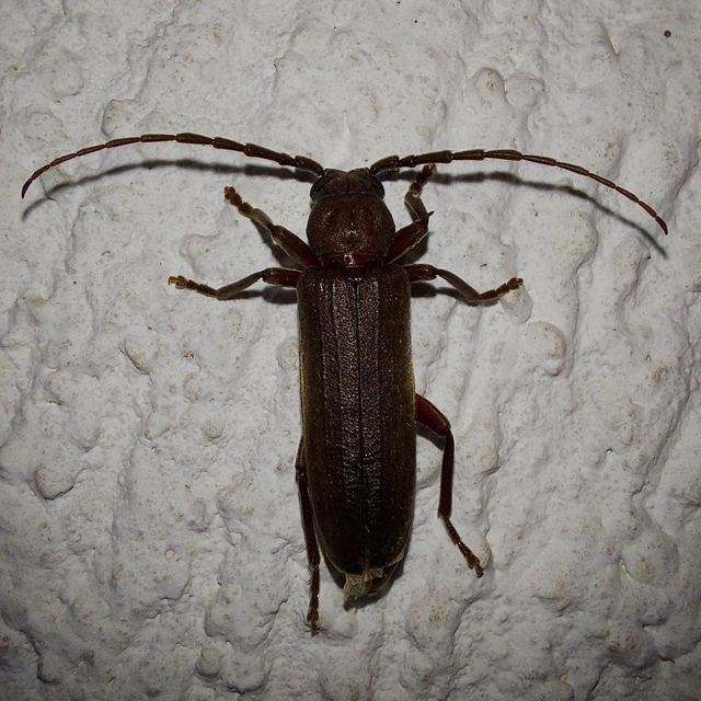 Arhopalus rusticus - gödrösnyakú cincér