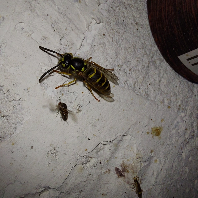 Vespula vulgaris - kecskedarázs