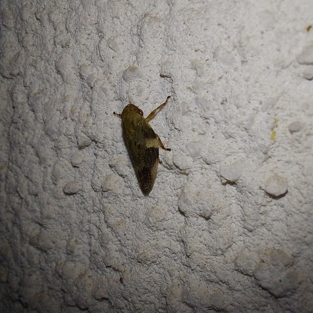 Aphrophora alni