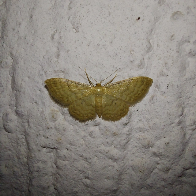 Idaea dilutaria - napvirág-apróaraszoló