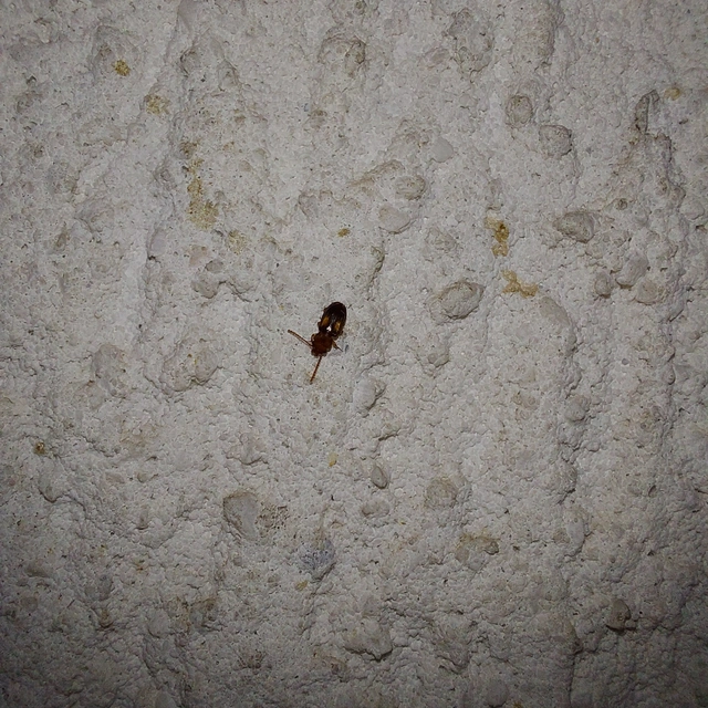 Laemophloeus monilis - nagyfoltú szegélyeslapbogár