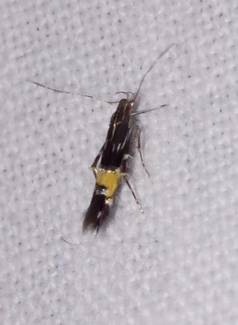Cosmopterix