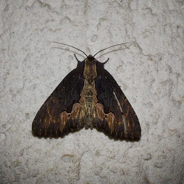 Dypterygia scabriuscula - szurokbarna nyáribagoly