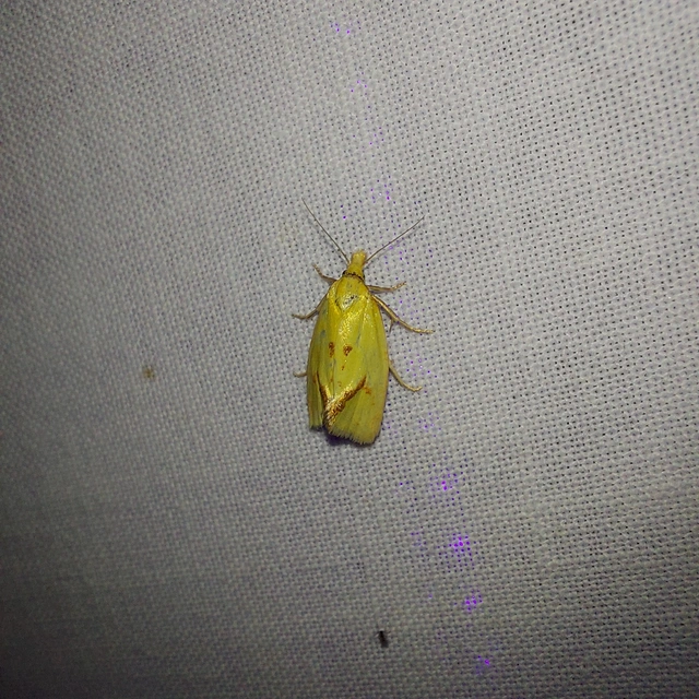 Agapeta hamana - közönséges sárgamoly