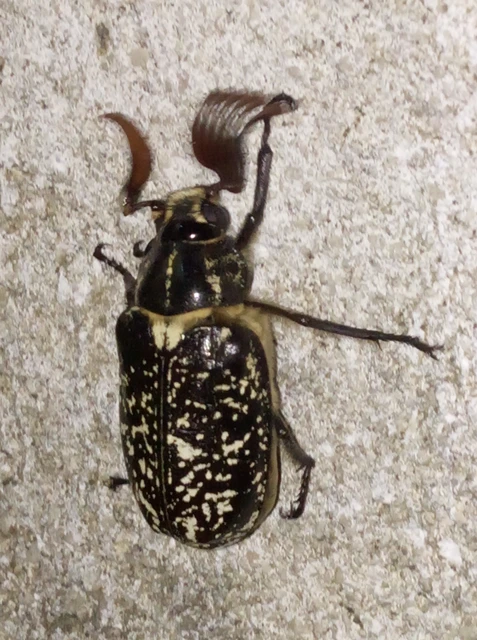 Polyphylla fullo - csapó cserebogár