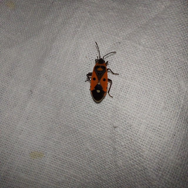 Melanocoryphus albomaculatus - nagy fehérfoltos-bodobács