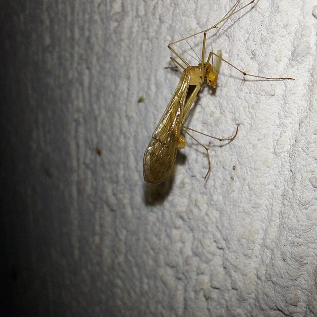 Bittacus hageni - Hagen-csőrösrovar