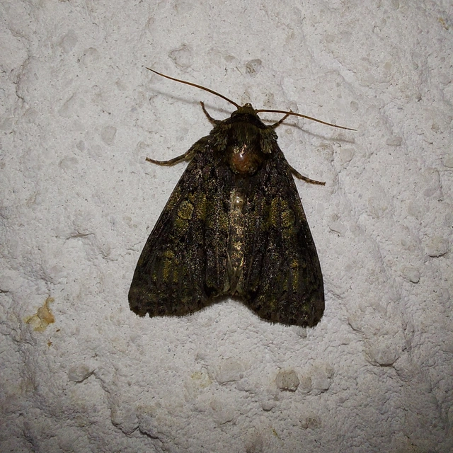 Craniophora ligustri - fagyalbagoly