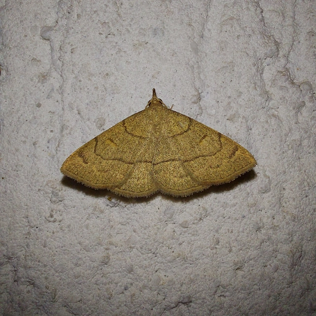 Paracolax tristalis - sárgás karcsúbagoly