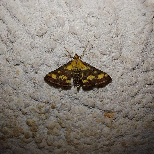 Pyrausta purpuralis - közönséges bíbormoly