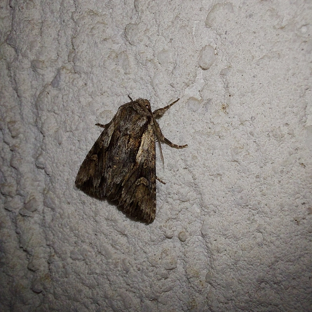 Chloantha hyperici - orbáncfű-sugarasbagoly